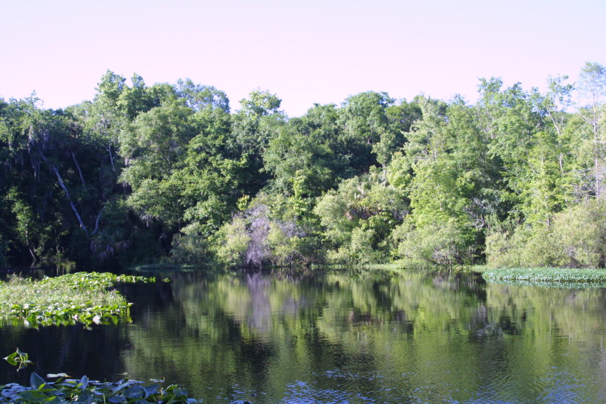 Flatwoods Park, Tampa Area, FL