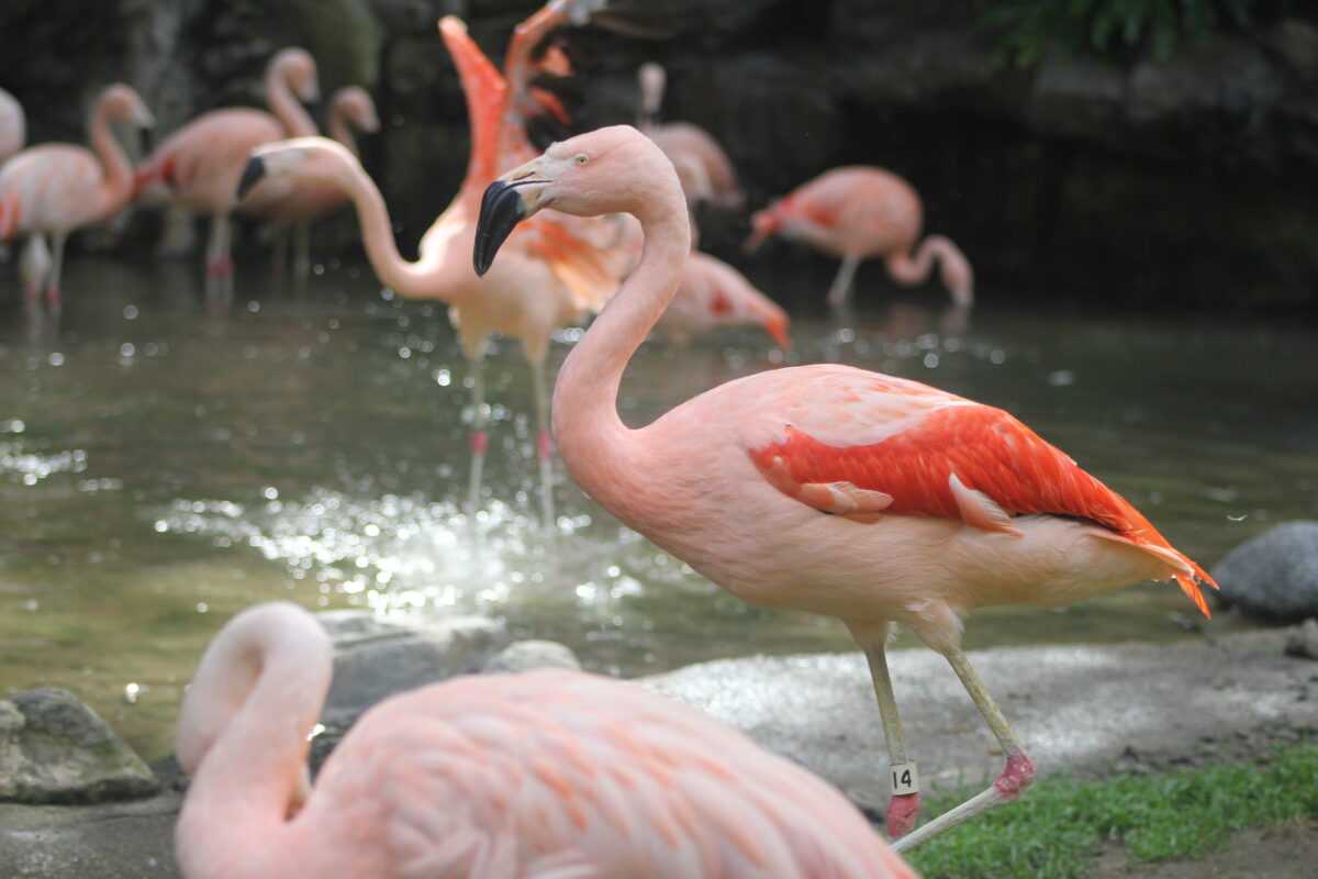 Los Angeles Zoo - Flamingo