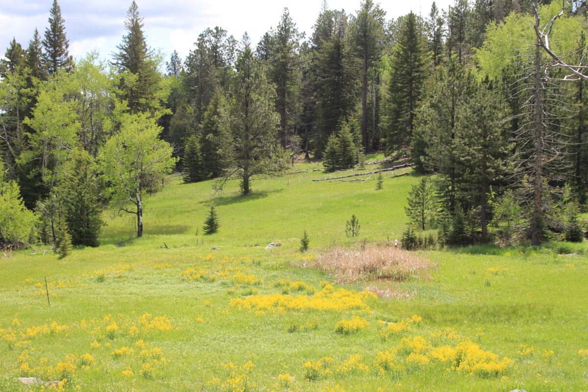 Black Hills National Forest, SD